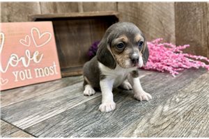 Lilac - Beagle for sale
