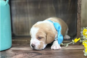 Declan - Beagle for sale