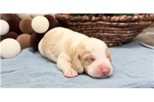 Reno - Beagle for sale