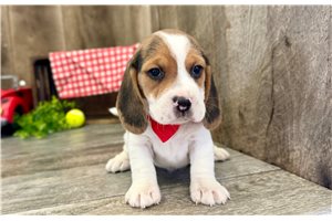 Wilson - Beagle for sale