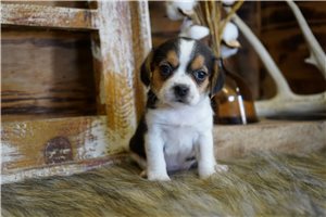 Christi - puppy for sale