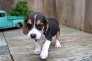 Isaac - Beagle for sale