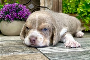 Beige - Beagle for sale