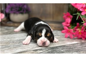 Daisy - puppy for sale