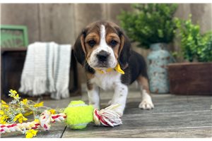 Denver - Beagle for sale