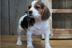 Abilene - Beagle for sale