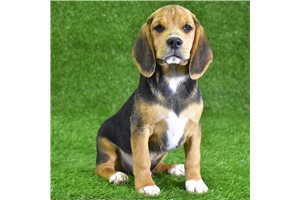 Shiloh - Beagle for sale