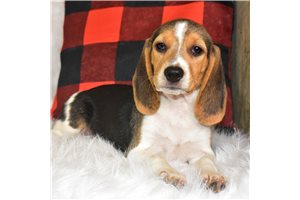 Sage - Beagle for sale