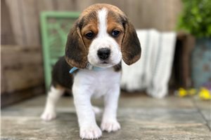 Gray - Beagle for sale