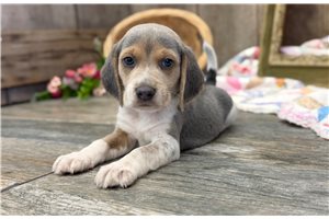 Noah - Beagle for sale