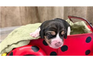 Nichole - puppy for sale