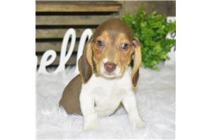Sheldon - Beagle for sale
