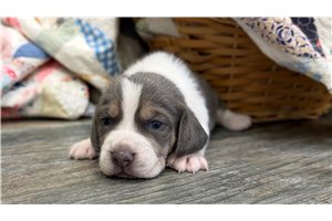 Nelson - Beagle for sale