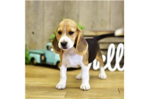 Drax - Beagle for sale