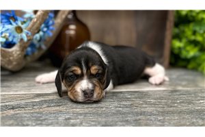 Gideon - puppy for sale