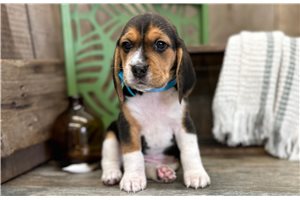 Gideon - Beagle for sale