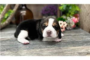 Grace - Beagle for sale