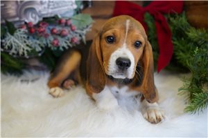 Tucker - Beagle for sale