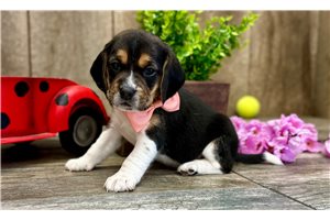 Ginny - Beagle for sale