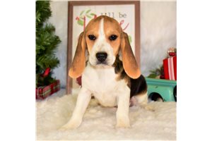 Alexis - Beagle for sale