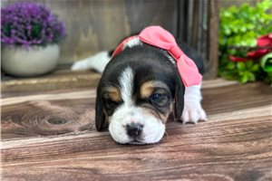 Daisy - Beagle for sale