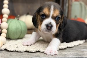 Reese - puppy for sale