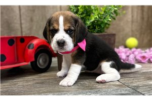 Grace - Beagle for sale