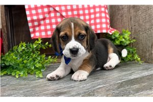 Walter - Beagle for sale