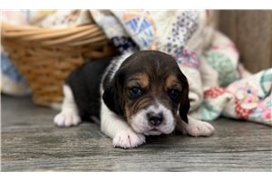 Wesley - Beagle for sale