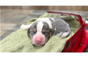 Nathaniel - puppy for sale