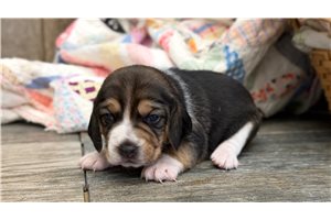 Nichole - Beagle for sale