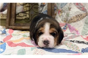 Ford - Beagle for sale