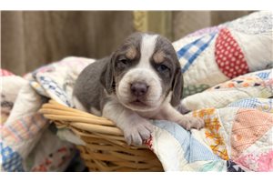 Noelle - Beagle for sale