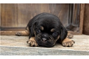 Lahman - Beagle for sale