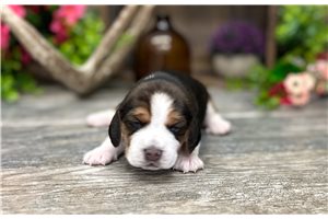 Guinevere - puppy for sale