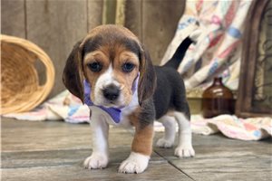 Nichole - Beagle for sale