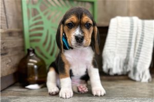 Gideon - Beagle for sale