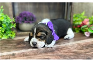 Delilah - Beagle for sale