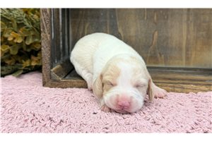 Rubi - Beagle for sale