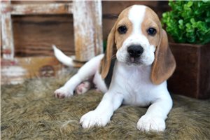 Ian - Beagle for sale