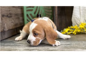 Declan - Beagle for sale