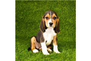 Sydney - Beagle for sale