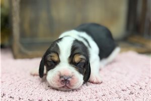Roxie - Beagle for sale