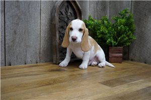 Gus - Beagle for sale