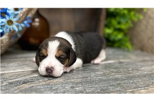 Gray - Beagle for sale