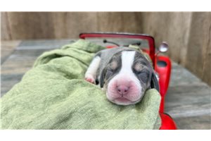 Noelle - Beagle for sale