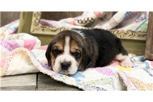 Fitz - Beagle for sale