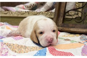 Finn - puppy for sale