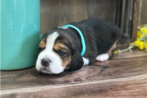 Dakota - Beagle for sale