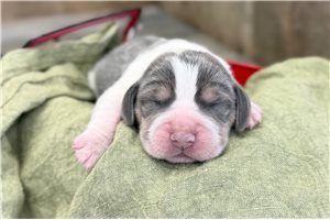 Nelson - puppy for sale